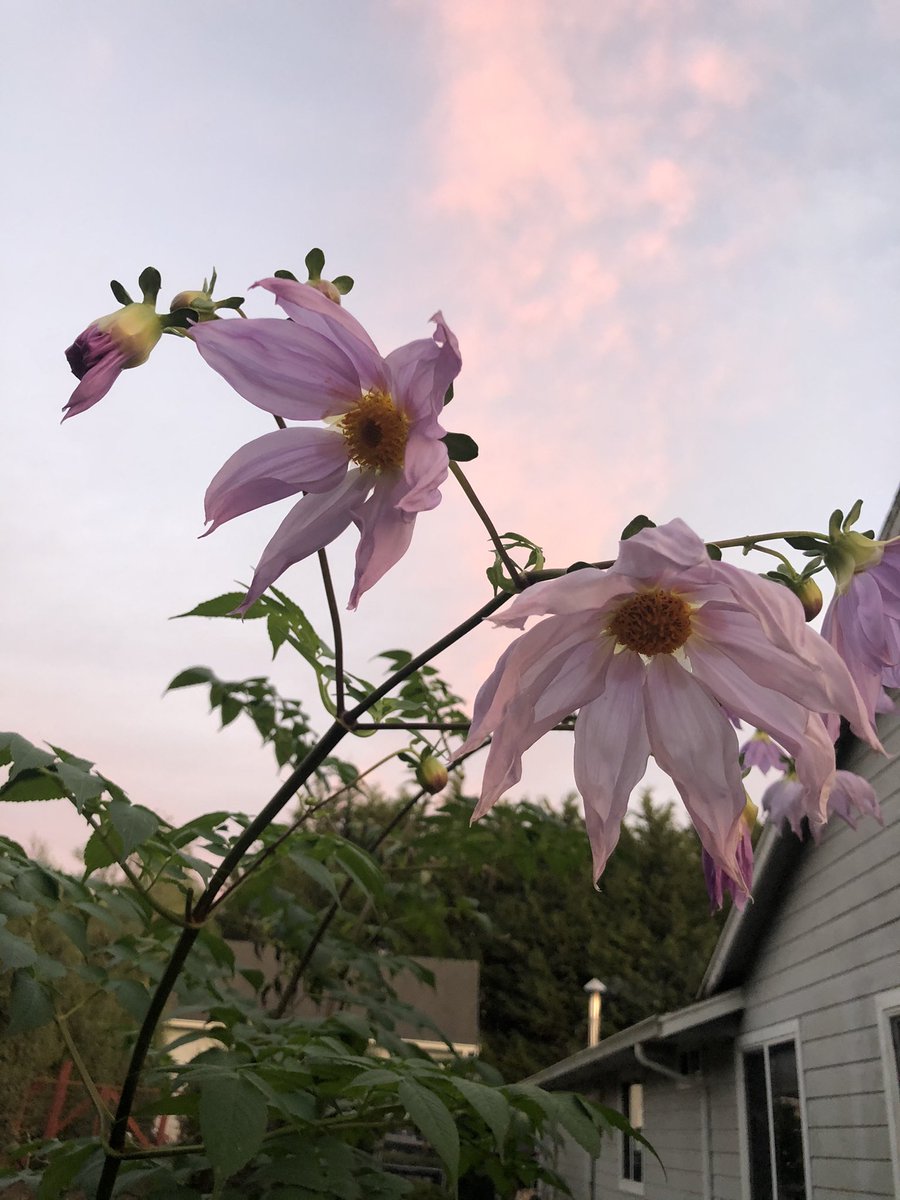 growfungus's tweet photo. Tree #Dalila in its full December bloom! These are one of the few flowers blooming in December at my home. The stocks can be dried and planted every year! I haven’t ever had a plant like them. #flower #dalilas #NaturePhotography https://t.co/kQGQxHLSZO