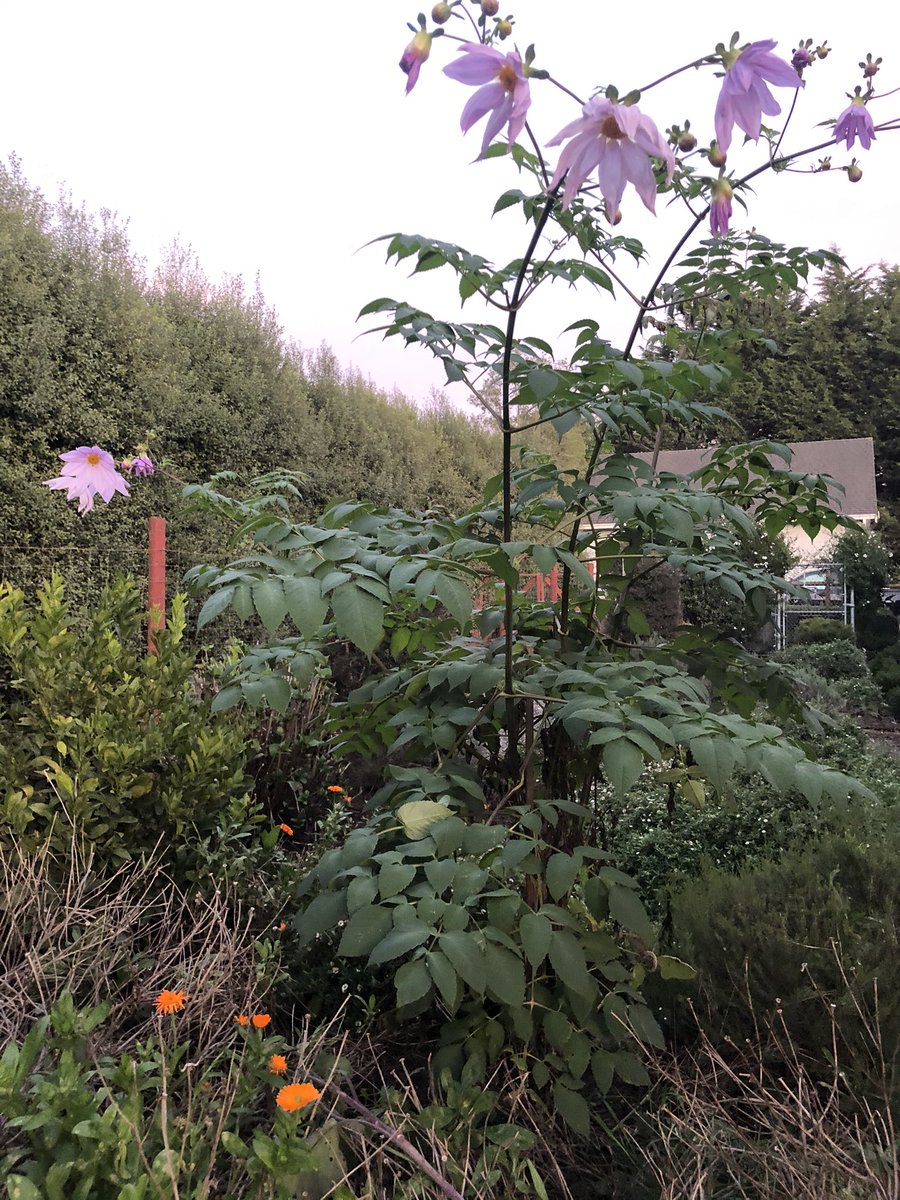 growfungus's tweet photo. Tree #Dalila in its full December bloom! These are one of the few flowers blooming in December at my home. The stocks can be dried and planted every year! I haven’t ever had a plant like them. #flower #dalilas #NaturePhotography https://t.co/kQGQxHLSZO