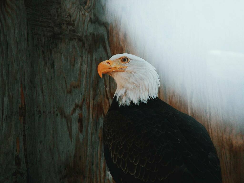 🦅🇺🇸

.⁣
.⁣
.⁣
.⁣
.⁣
#photographer #nature #photos #naturephotography #macrophotography #montenegro #montenegrowildbeauty #beautifuldestinations #stayandwander #wildlifeshots #coloradowildlife #mountains #ir #solarcollective #naturelover #autumn #na… instagr.am/p/CIY2IIgH4VP/