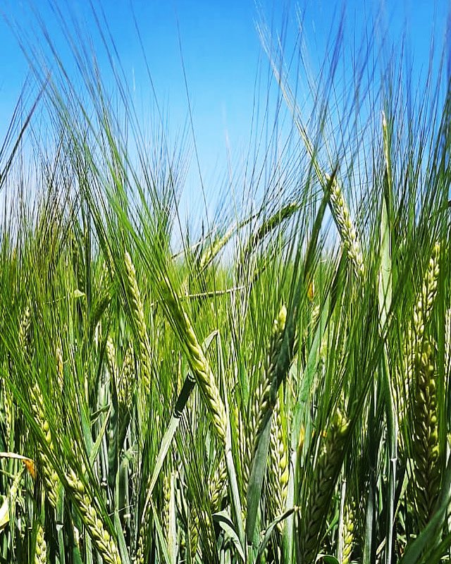 AgrarSur's tweet photo. Viene re fachera la cebada esta campaña 😎

#BlueSky #Friday #Friyay #Cebada #CampoArgentino #ColoresDeCampo #InstaCampo #verdequetequieroverde https://t.co/Tm22NjteSo