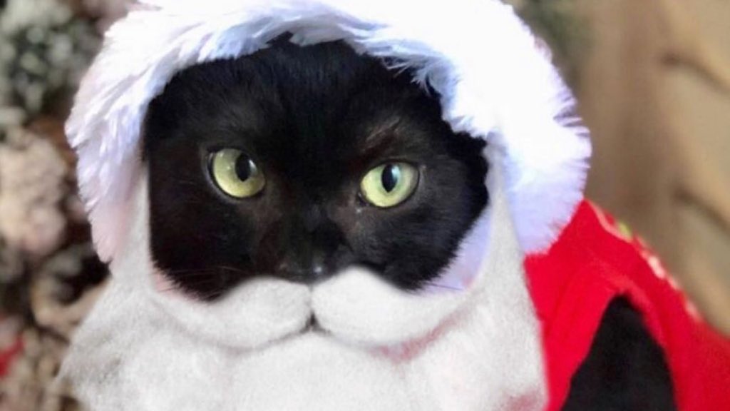 AmbassadorAries's tweet image. Thank you @HermesLuxuryCat who thought I looked better with a beard so I could be an official Santa. 🎅  #CatsOfTwitter #cats #santasuit #blackcat #HolidaySeason