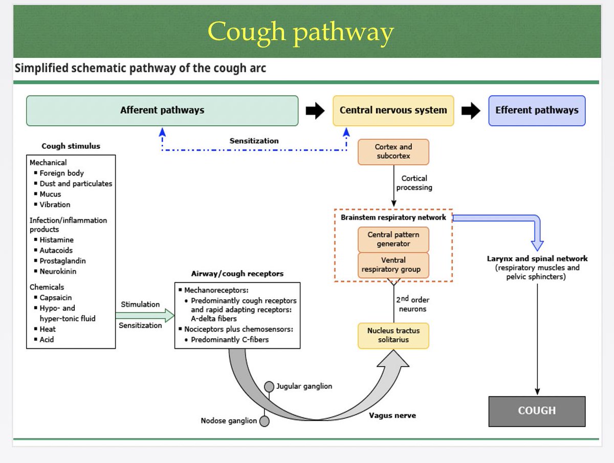 Cough may be initiated voluntarily or induced by a spectrum of stimuli.