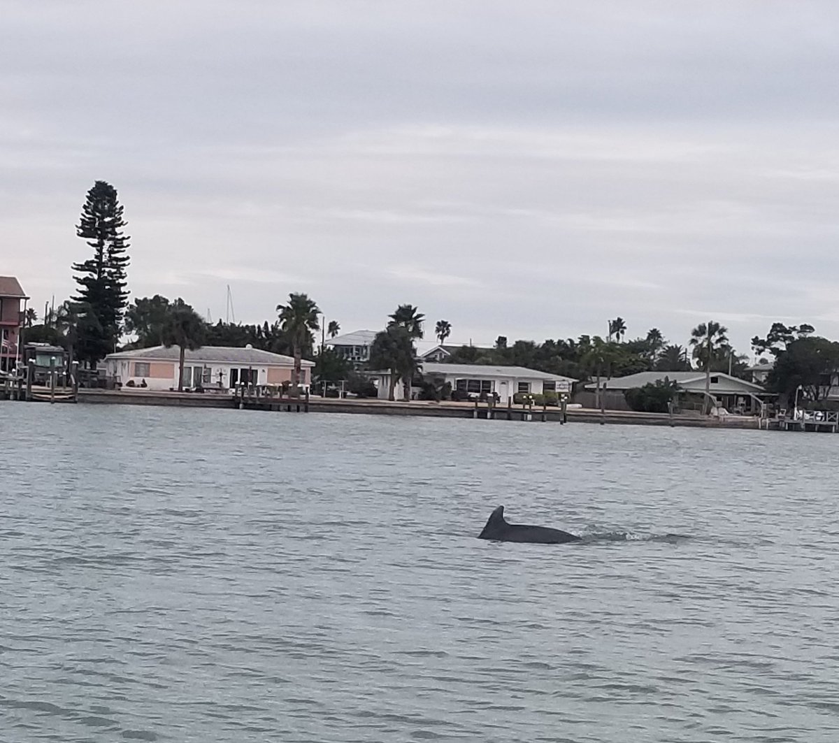 Tgunn14's tweet photo. Not sure if you can tell but we had 3 baby dolphins swimming with us! ❤🐬❤ https://t.co/APYsOaow6C