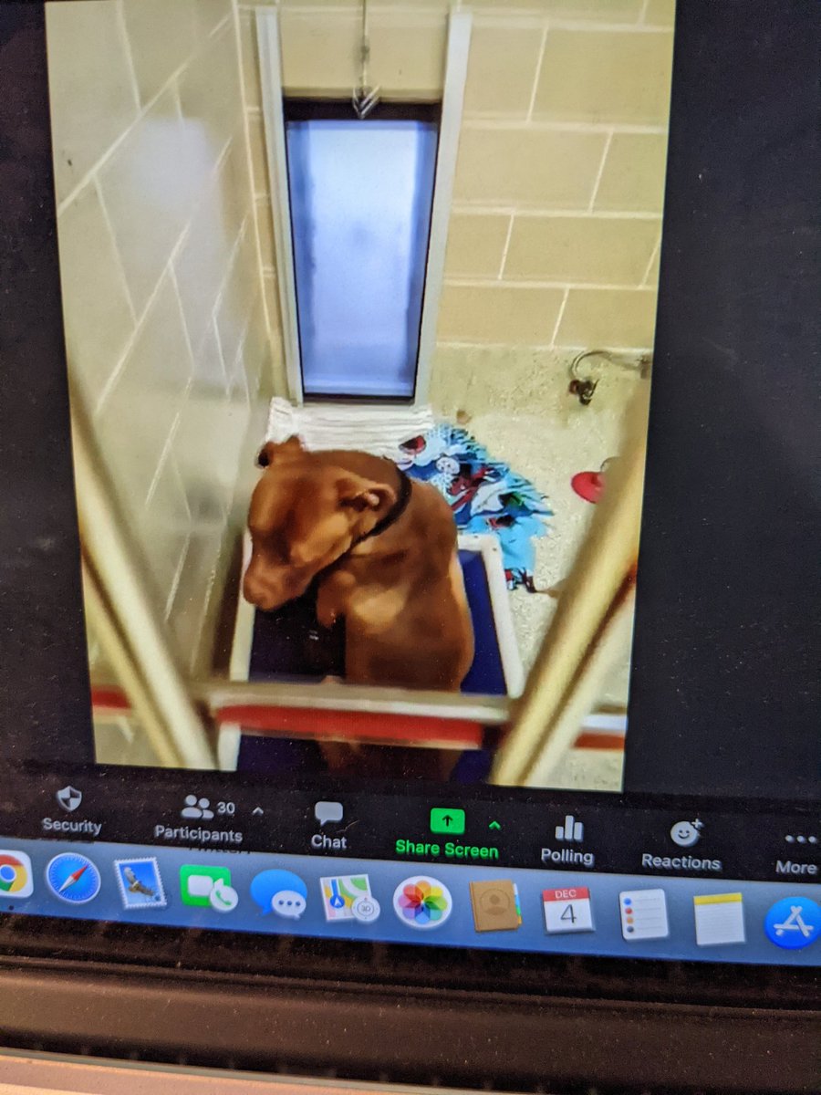 ooonce's tweet photo. Thanks @HSHV for an amazing virtual field trip today! 😸🐈 can we take them all home?!  🥰@DreadStrong @TammyReich https://t.co/CKtNbUgxH1