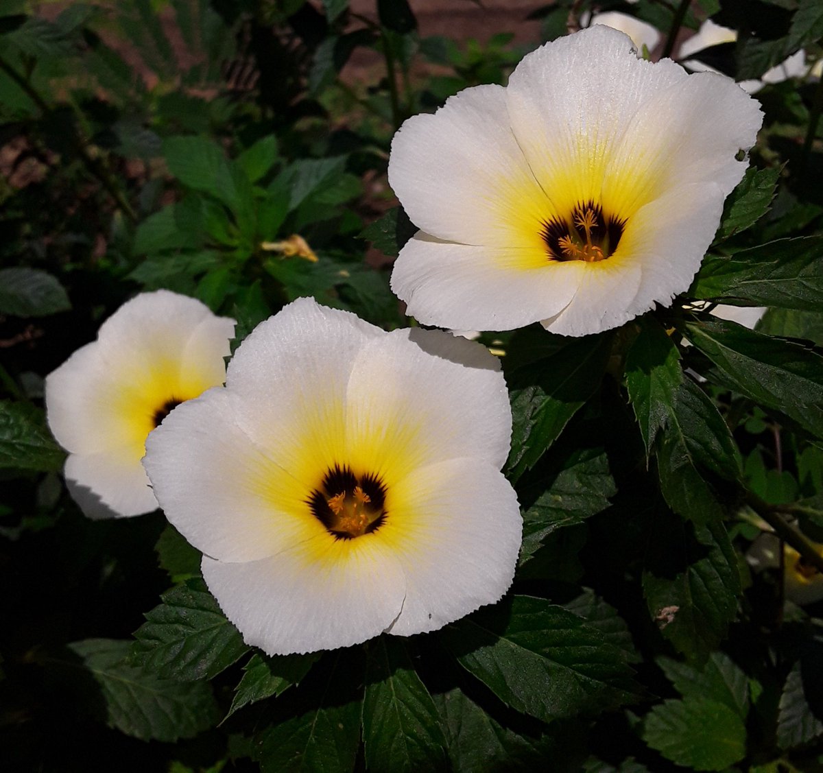 Mestrado Profissional Uso Sustentável de Recursos Naturais em Regiões  Tropicais ESTRUTURA FILOGENÉTICA DE COMUNIDADES VEGETAI, image size:1200x1127