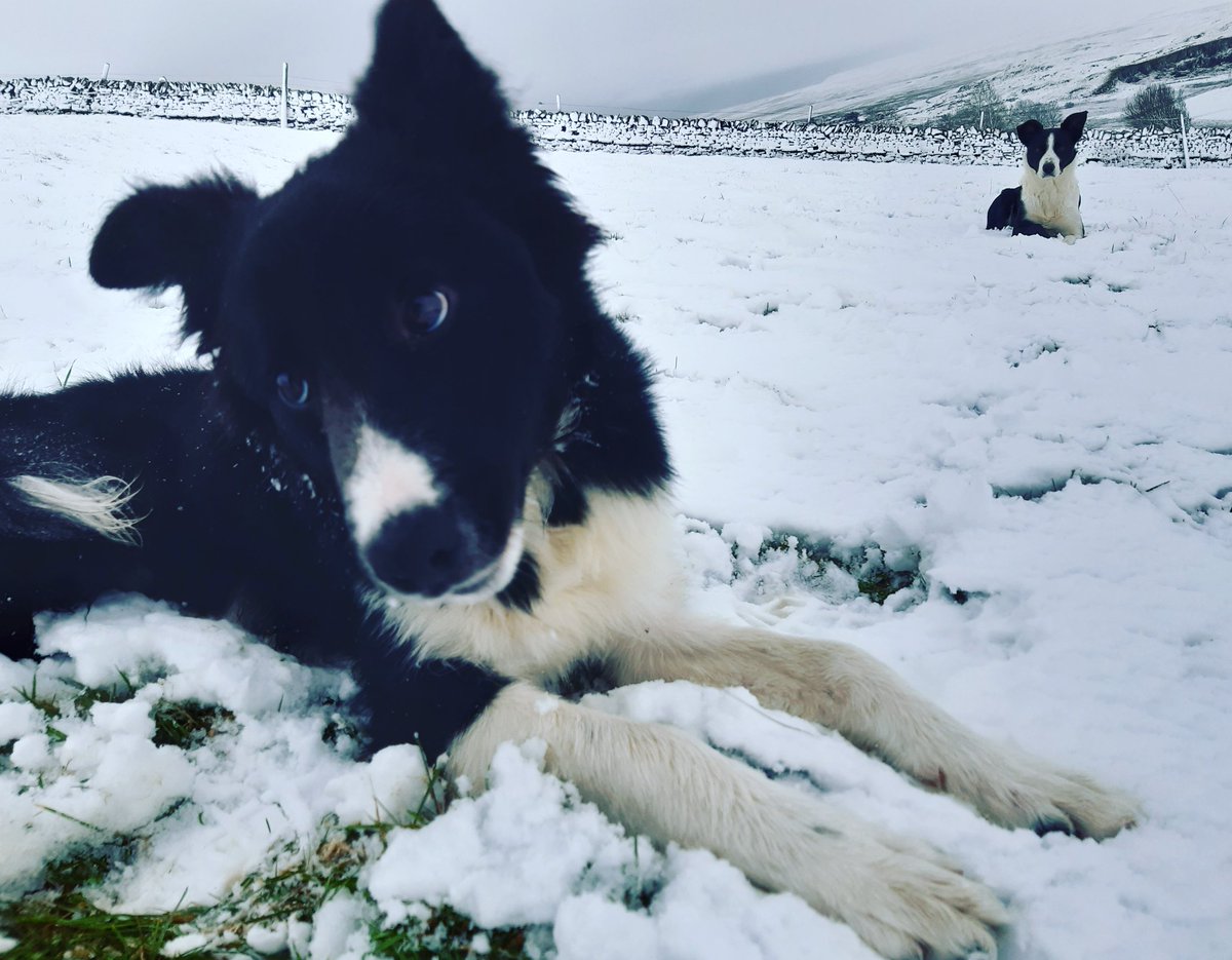 Loving the snow #workingcollie #upperteesdale