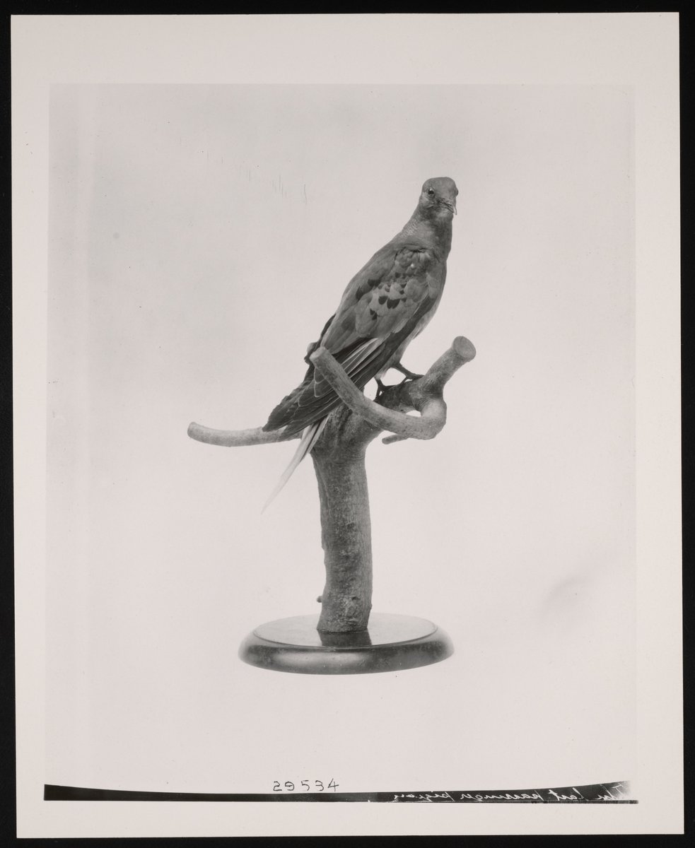 NMNH's tweet image. The Smithsonian’s taxidermy mount made from Martha’s remains illustrates how important conservation is and reminds us that even widespread and abundant North American species can become extinct. #WildlifeConservationDay #ObjectsOfWonder