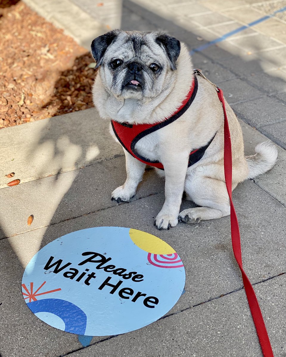 “How will I know when I’ve waited long enough?” 😝❤️🌈💚 #shelterinplace #CaliforniaLockdown #pug