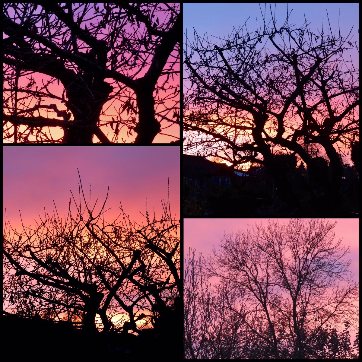 Stunning colours this evening.
#londonsunsets
#sunset
#wintercherrytree
#decemberblues