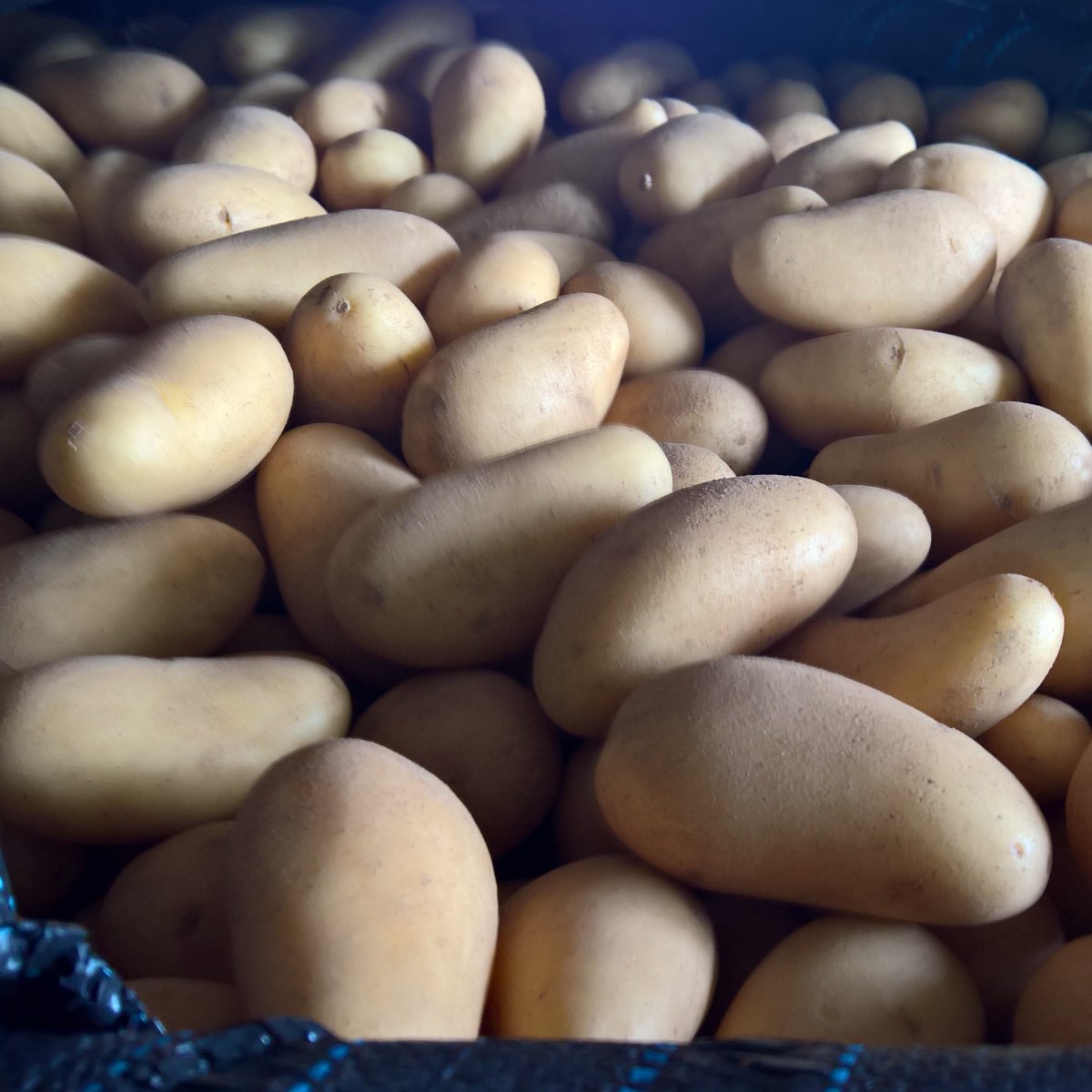 Potatoes4all1's tweet photo. #makethepotatosexyagain #potatoesaroundtheworld #kartoffeln #aardappelen #pommesdeterre #potatis #potatoes #peruna #papas #patatas #erdäpfel #kartoffelfeld #potatofield  #tasty #taste #superfood #bio #organic #vegan #veganfood #veggielife #vegetables #agriculture #farmlife https://t.co/0AgocQXqmo