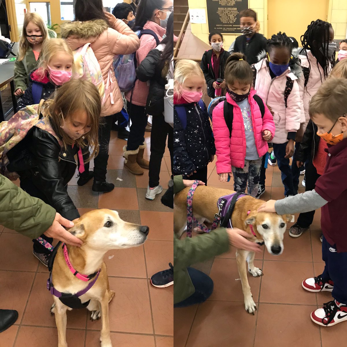 Tuttle school has a visit from our friend Nutmeg to start the day off with some joy! #tuttlejoy