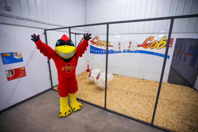 Corn and Cob are all settled in at their new roost at @IowaStateU! And they've already made a new friend, @TheMascotCy. Thanks for making these special turkeys feel right at home, @iastate_cals!💖