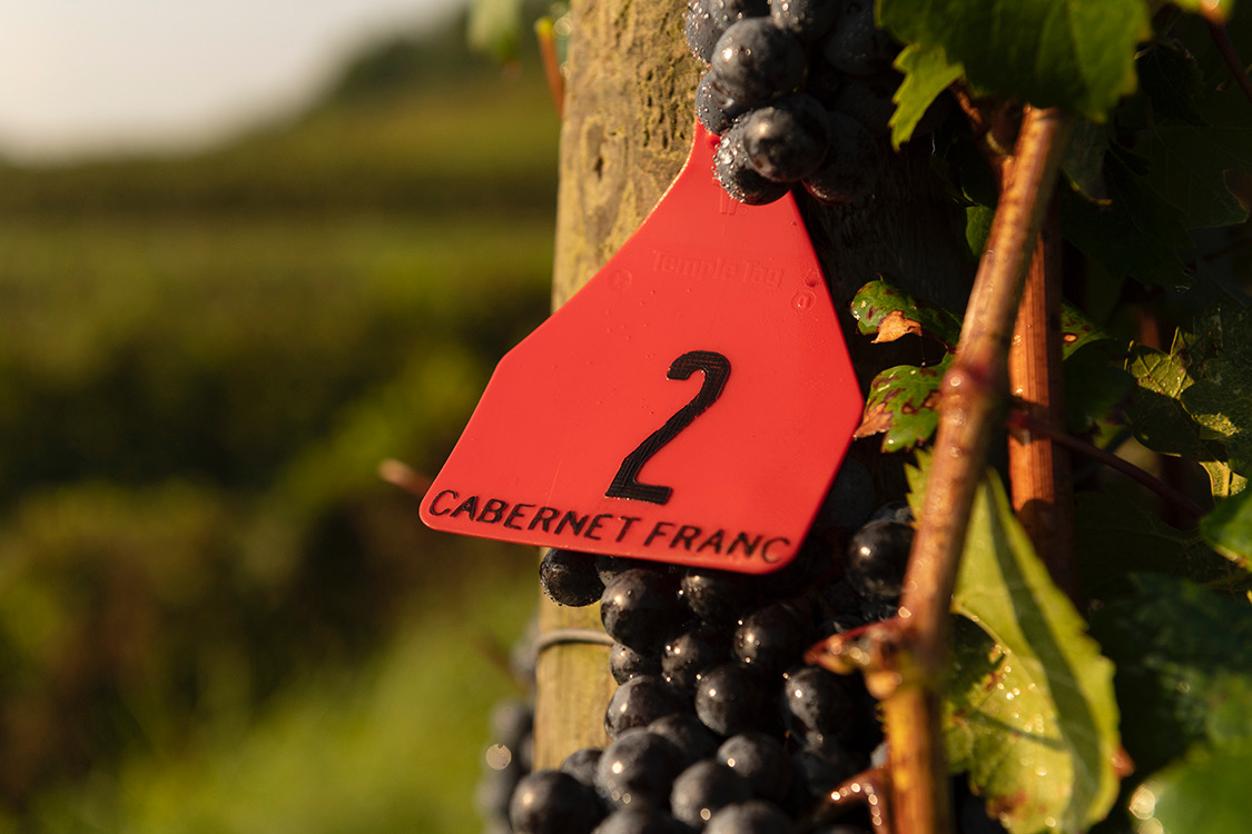 VAWine's tweet photo. Happy Cabernet Franc Day! Open a bottle of your favorite Virginia Cab Franc to celebrate or head to the link below to learn more about the grape that has earned an international reputation for quality in Virginia. 

https://t.co/oHgQNPFv8X

#vawine #cabernetfranc https://t.co/sncN9ftAE7