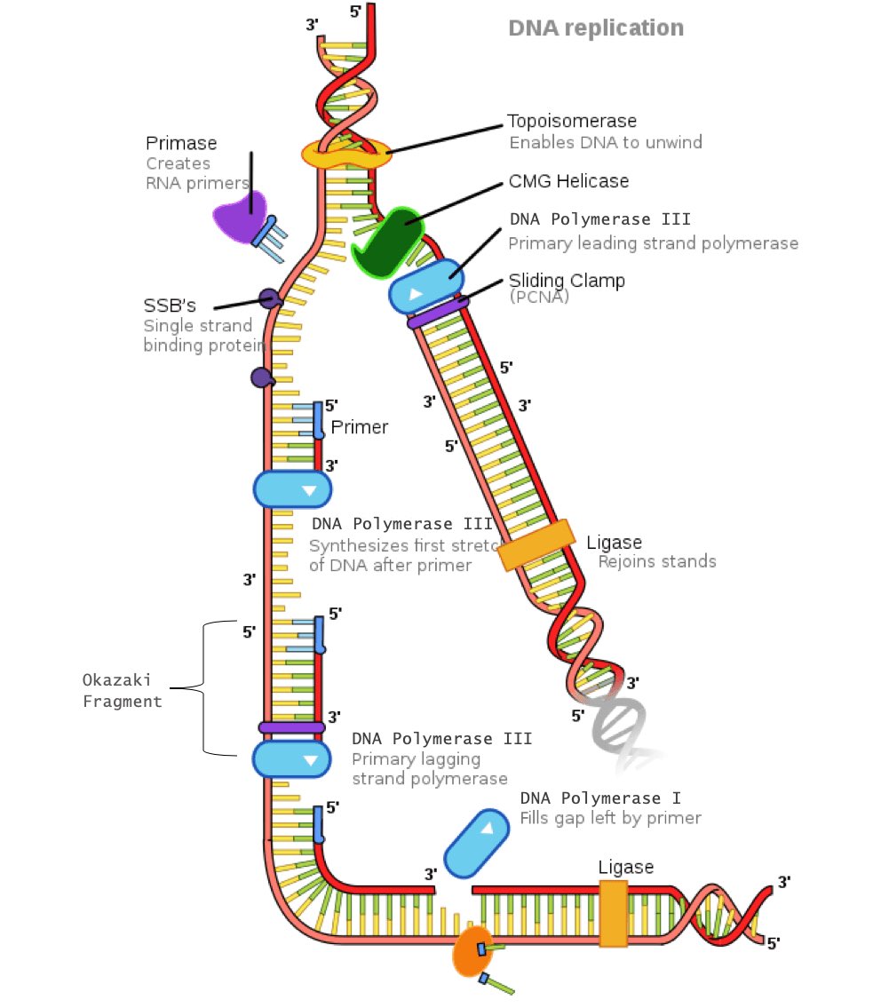 nicmessbarger's tweet photo. I found this visual helpful in learning the mechanisms of DNA replication. @UNKBiol106LH #106Week14LHF20 https://t.co/lFt9mEpfNZ
