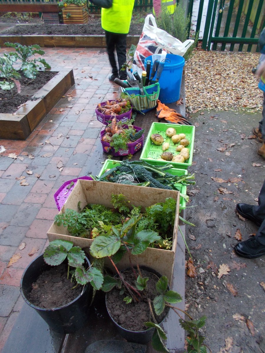 WHFGarden's tweet photo. This week at Rutley Grove Community Garden

A brilliant 2nd crop of spuds 🥔 
Some amazing carrots 🥕 
Kale leaves 🥬 
Strawberry plants 🍓 harvested by the Resource Base class at @WHF_School - shared between the school kitchen &amp; the children to take home💚

#CommunityGardening https://t.co/TXkcnsfSO8