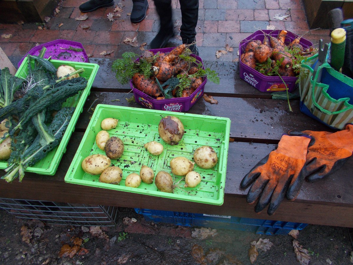 WHFGarden's tweet photo. This week at Rutley Grove Community Garden

A brilliant 2nd crop of spuds 🥔 
Some amazing carrots 🥕 
Kale leaves 🥬 
Strawberry plants 🍓 harvested by the Resource Base class at @WHF_School - shared between the school kitchen &amp; the children to take home💚

#CommunityGardening https://t.co/TXkcnsfSO8