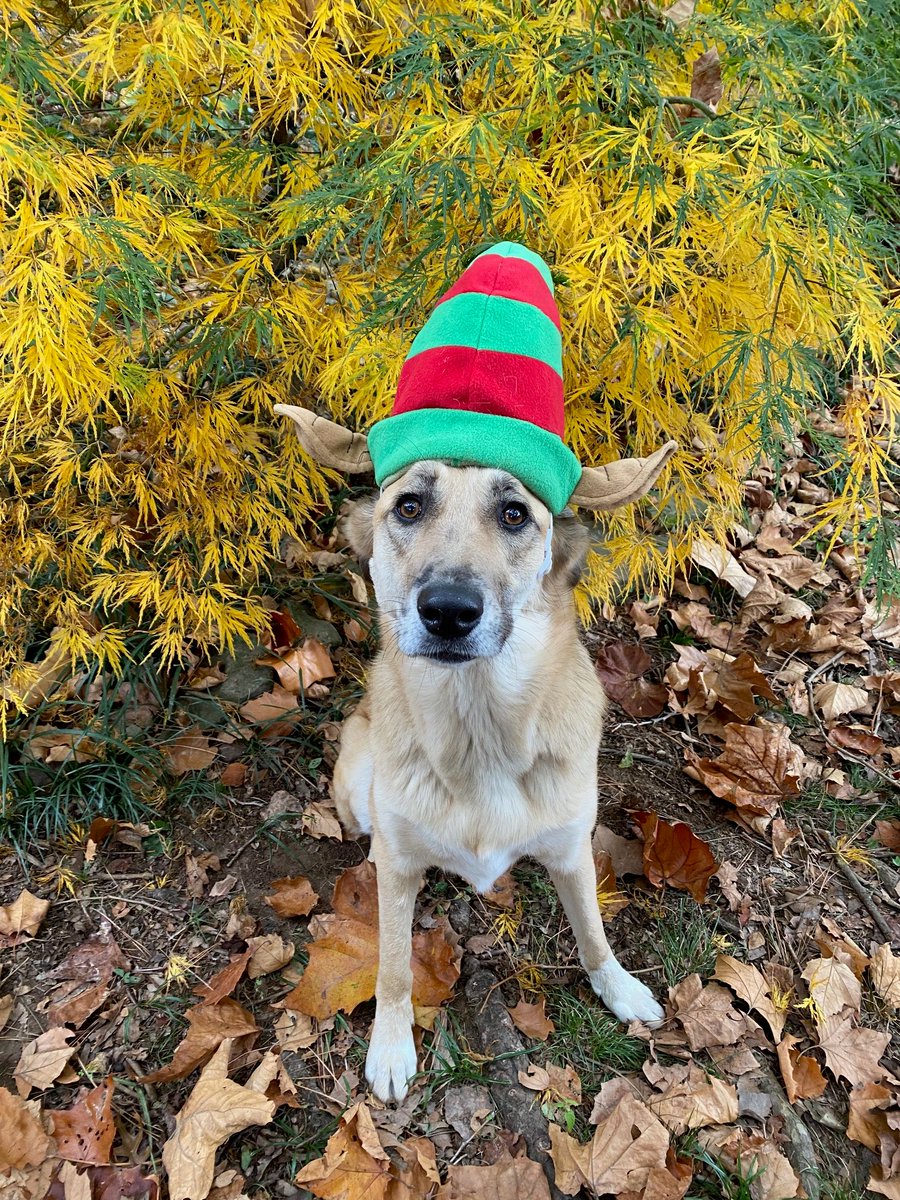 Mostly naughty...

#happydogs #officedogs #holidayhumiliation #mansbestfriend #covidchristmas2020 #christmas2020

Photos Morgan Myrick