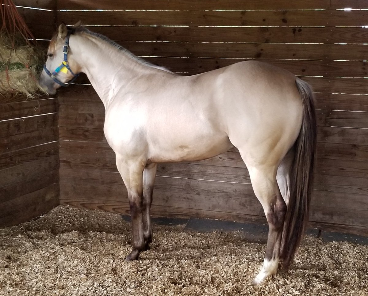 440post's tweet image. American Smoothie is back home from 8 months of barrel training. youtu.be/UXEwEkKNvGg
 He looks great! And is still on track for the @RFDTVAmerican .. thank you Becci Gonzales!