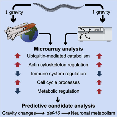 NASAGeneLab's tweet image. In #microgravity, #worms show signs of impaired insulin & cell adhesion signaling, & reduced movement, which closely mirror those in humans. This study analyzed data in #NASAGeneLab to understand the mechanisms that cause health decline in mammals in space bit.ly/37A7aE2