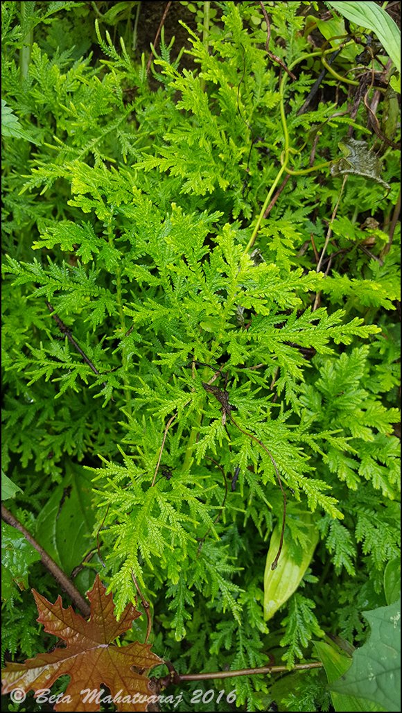 Meenkaran tweet media