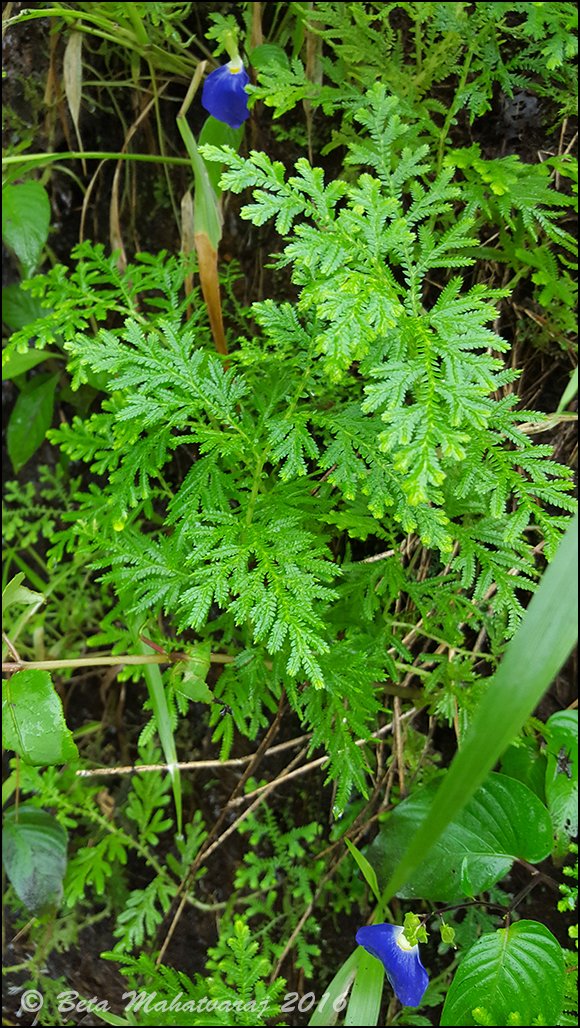 Meenkaran tweet media