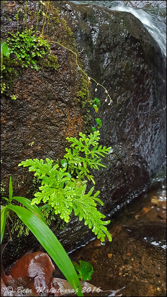 Meenkaran tweet media