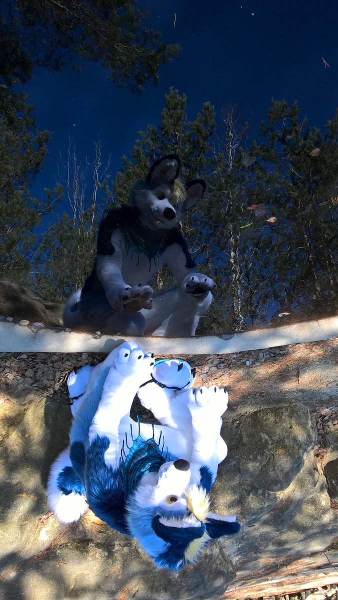 MirekMoony's tweet photo. Oh, Hello cutie boy! Yeah, I know. I don't want to miss any occasion to admire myself. Is it even possible to simply walk away from a mirror? =3  #FursuitFriday https://t.co/SgrzTB8JdI