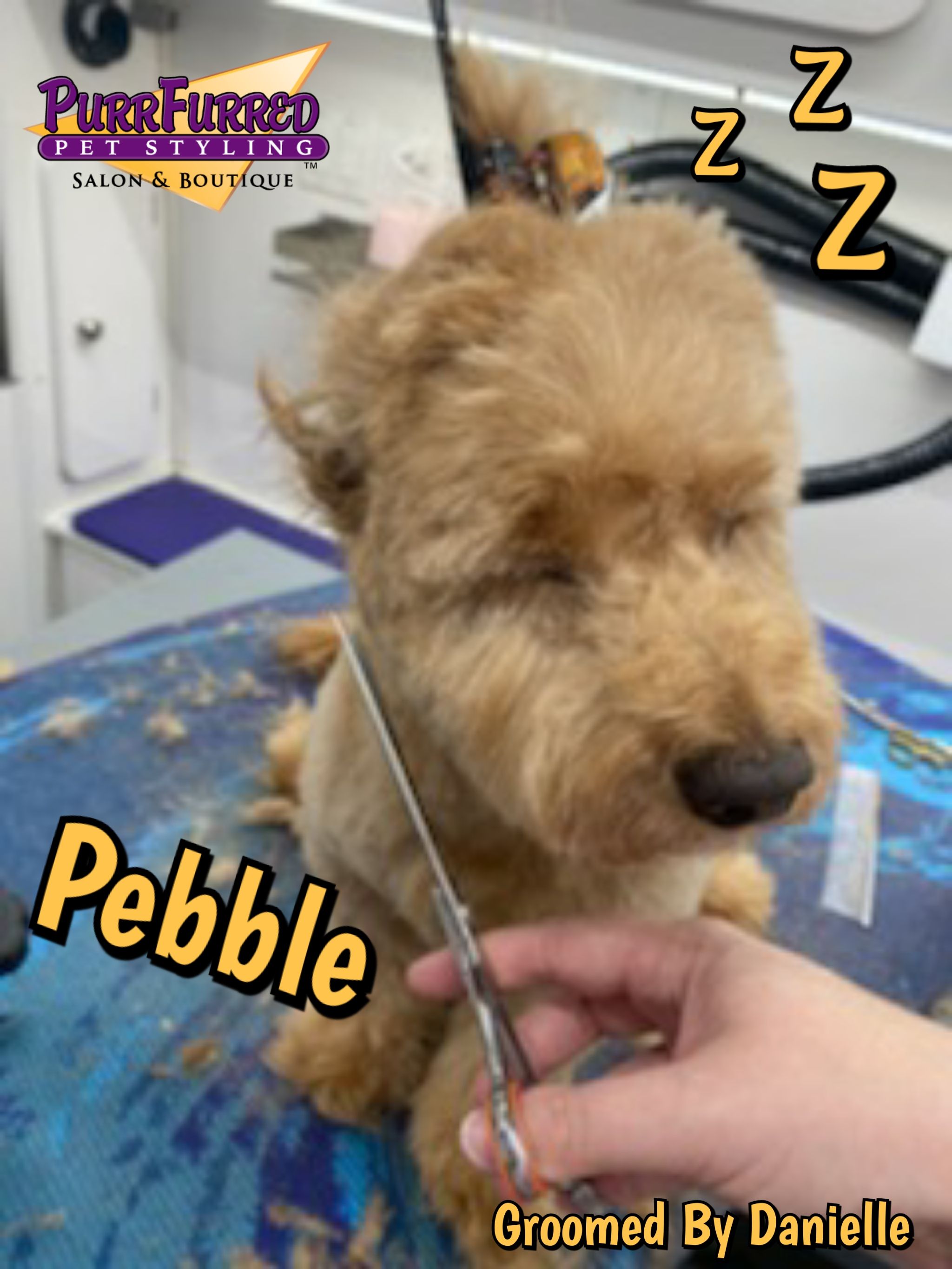 PurrFurred Grooming PPSGrooming X