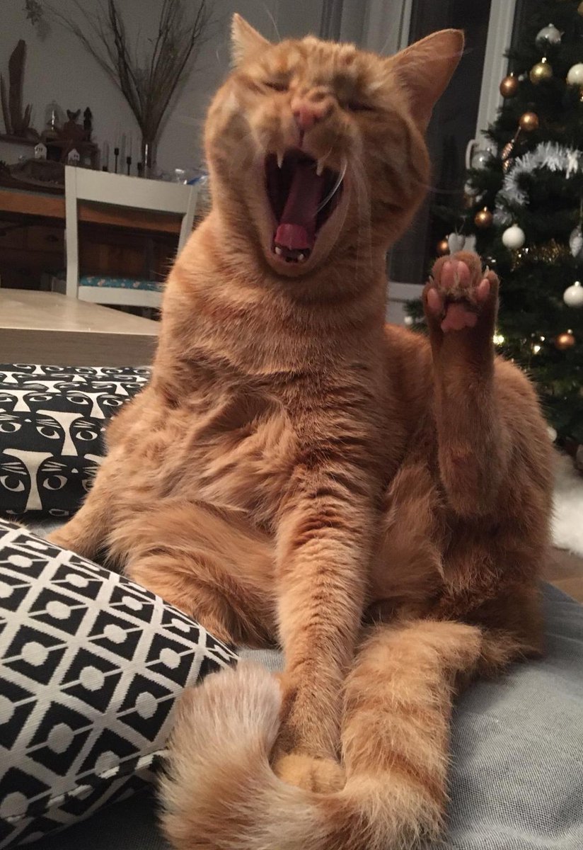 La classe en toute circonstance 
#Chabruti
#ReniéParLeSyndicatDesChats