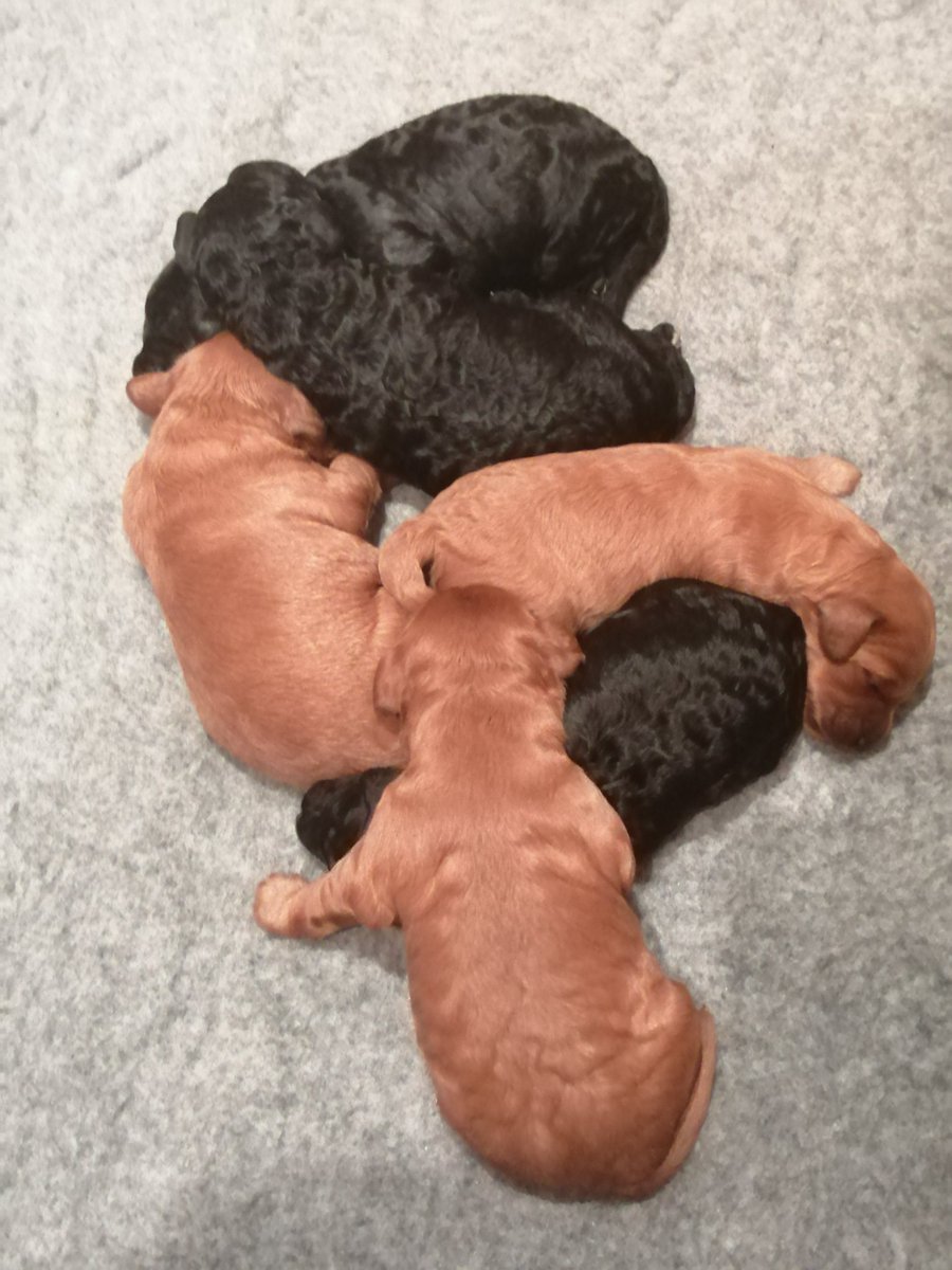 SMotorhome's tweet photo. Hetty s puppies are a week old today, she is being a great mum and the puppies have doubled in size. https://t.co/JkUouQxMxq