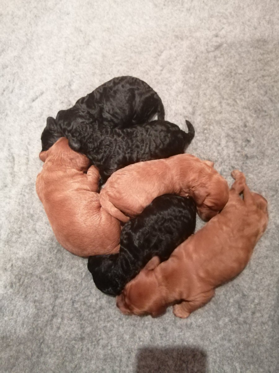 SMotorhome's tweet photo. Hetty s puppies are a week old today, she is being a great mum and the puppies have doubled in size. https://t.co/JkUouQxMxq