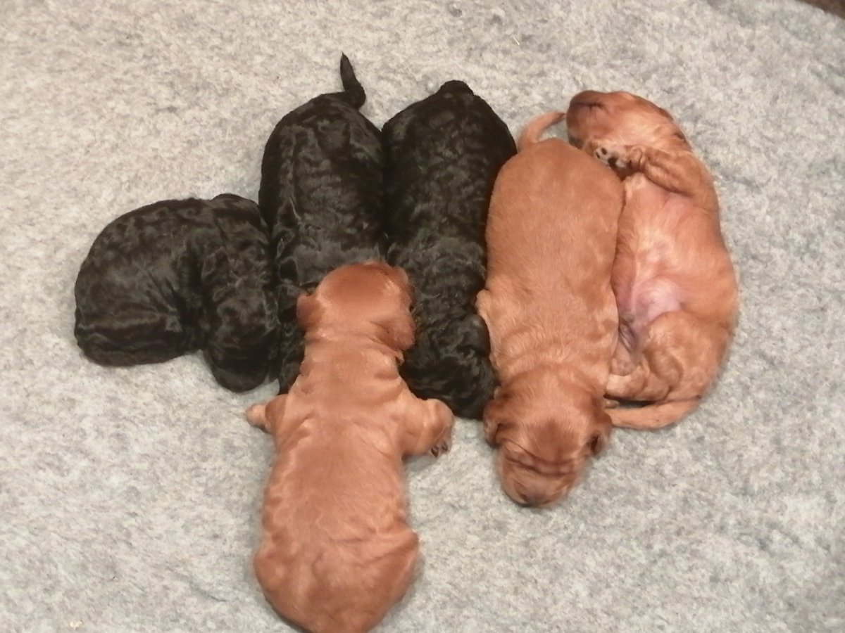 Hetty s puppies are a week old today, she is being a great mum and the puppies have doubled in size.