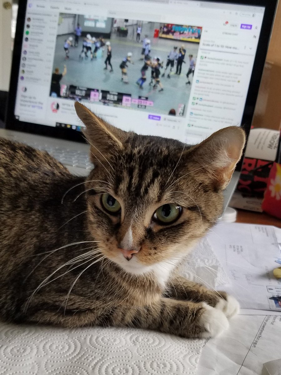 KentKSmith's tweet photo. Since I have named my cats after derby skaters, it makes total sense that they would be watching the @WFTDA #ThrowbackThrowdown playoff weekend on @Twitch with me. #talk2WFTDA https://t.co/FT6S7TOips