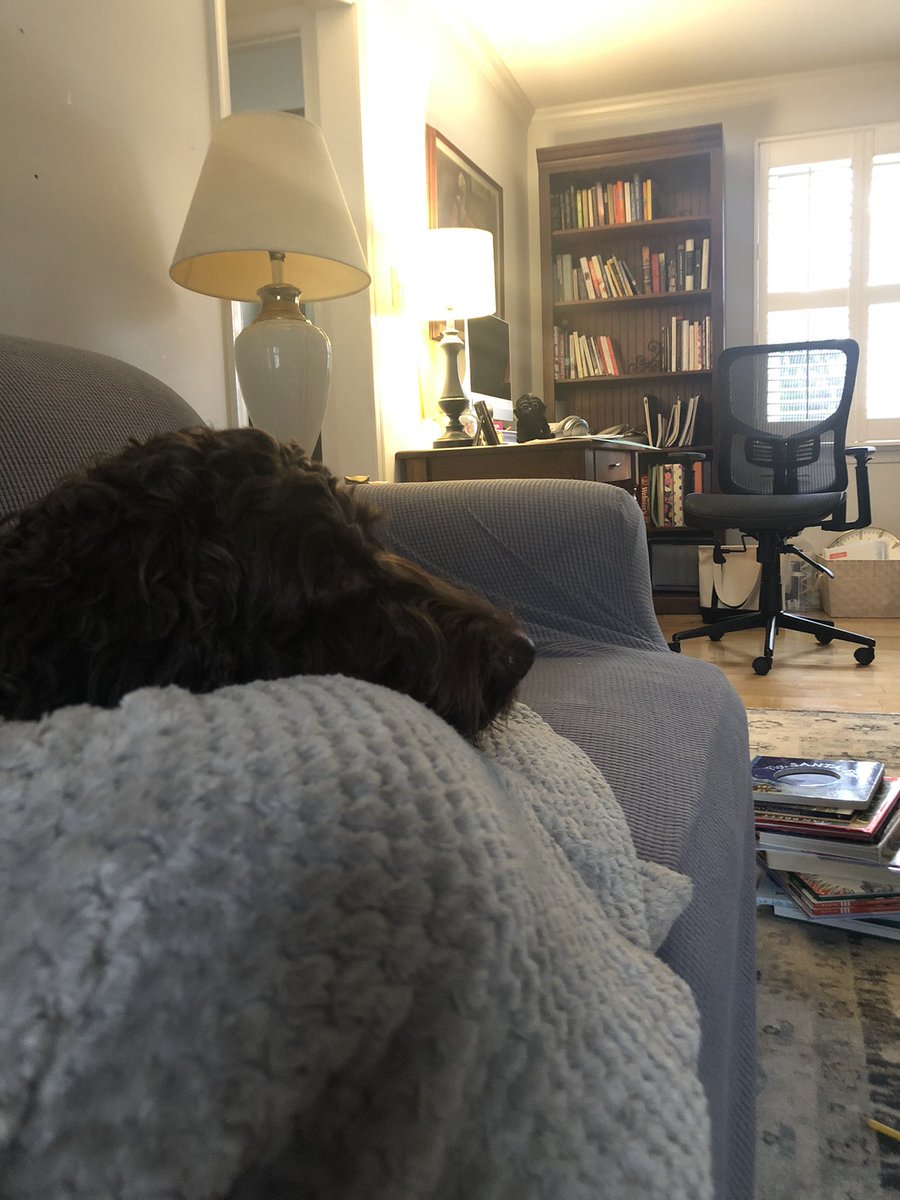 JMGwrites's tweet photo. Is there such a thing as a #stetwalk where you actually just hit the couch with your dog and a blanket? Cause this is as far as I got. #edibuddies #freelance #imediting #imwriting https://t.co/sgEvEqRO8F
