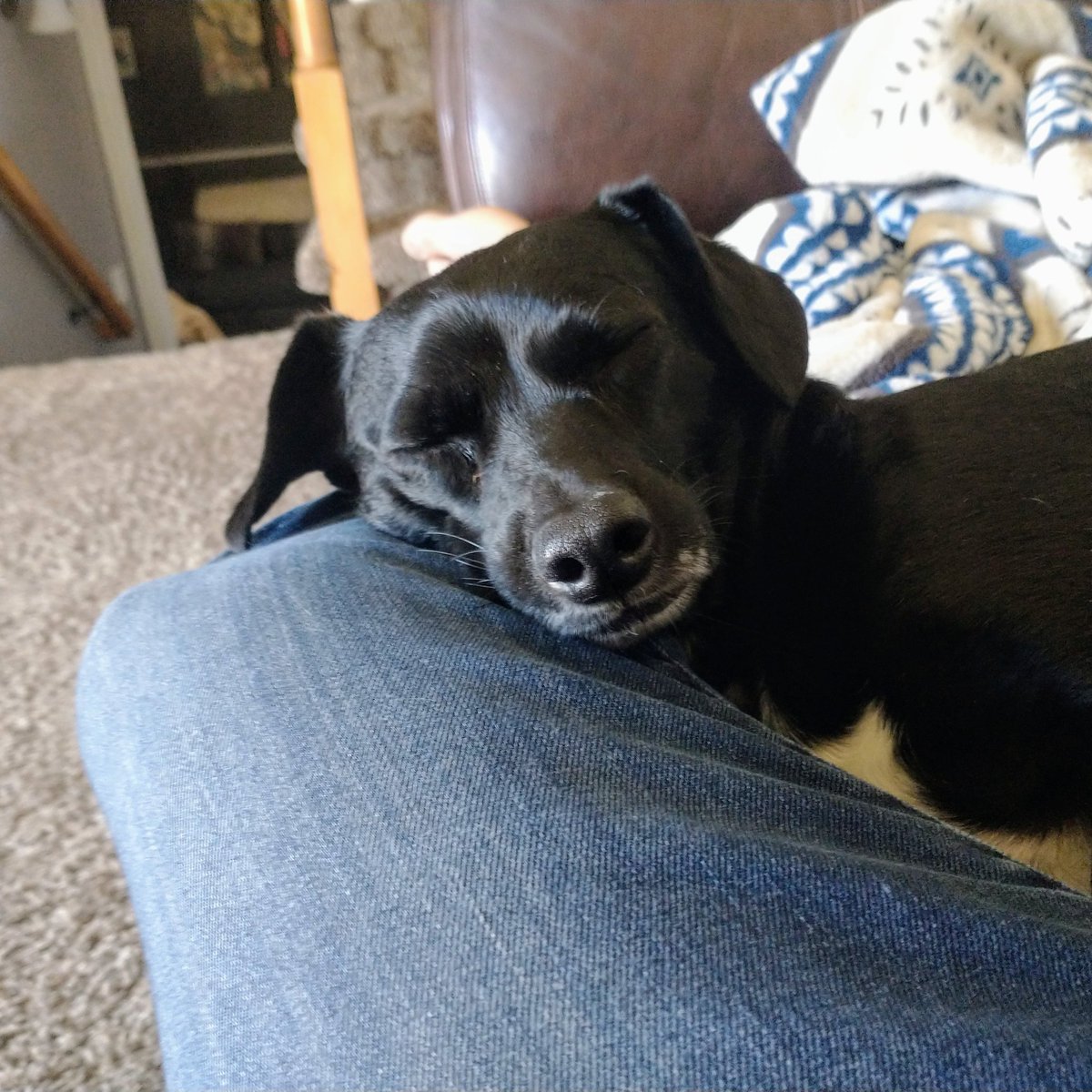 The most comfortable knee. Claimed by right of sleeping upon it. -Prince Marween First of his Name
.
.
.
#dogs #doglogic #chiweenie #chiweenielove #weekendvibes #weekend