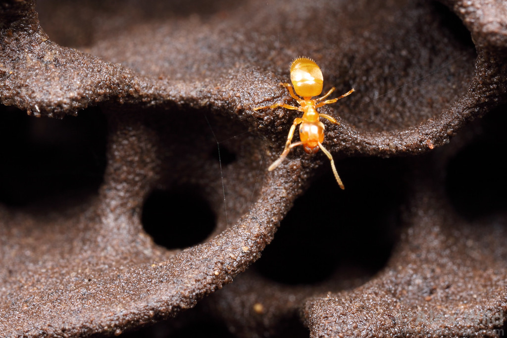 What is a biological individual? Is an ant colony an individual in the same way an ant is? Read @harveymudd student Miguel's new blog post for an #InformationTheory perspective: hmcbee.blogspot.com/2020/12/what-i… summarizing a paper from @C4COMPUTATION & others at @sfiscience & @mpiMathSci