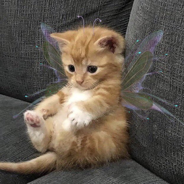 day 117 of jonny as small animals:  pixie dream kitten edition