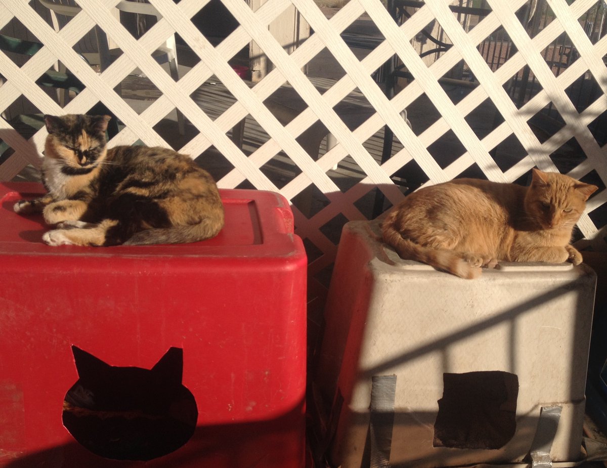 BeemanJay's tweet photo. The stray/feral urban street cats of the West Phoenix Flophouse & Kibble Kitchen For Wayward Felines are enjoying morning sun puddles & plenty of snoozing on & in the cat cabanas. #TNR #CommunityCats #Cats #CatCabanas #CatCondos #StreetCats https://t.co/j4xuE7fcxe