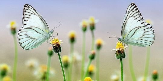 Chlorop24834634's tweet photo. What makes the chloroplast so special? The answer is clear to see folks! I take in carbon dioxide and sunlight to create oxygen and glucose. Without these two thing, plants OR animals would not exist. Do you really want to give up YOUR life? Vote me! #organelleelection2020 https://t.co/zaNeWaeeAS