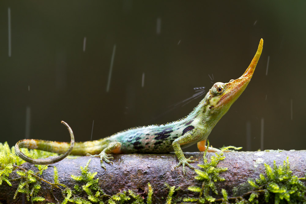 January lizard: the Pinocchio lizard, Anolis proboscis https://blog.nationalgeographic.org/2013/10/08/extinct-pinocchio-lizard-found-in-ecuador/