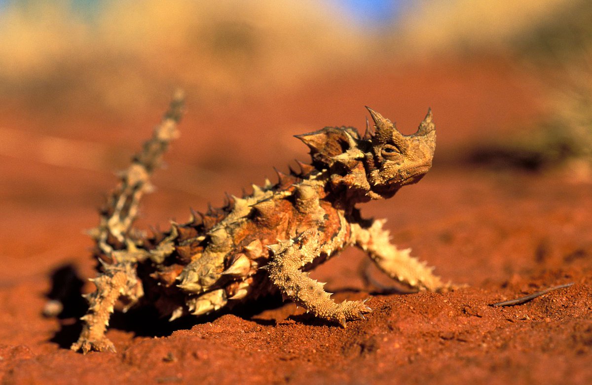 March lizard: the Thorny Devil, Moloch horridus. https://www.smithsonianmag.com/science-nature/spiky-lizard-drinks-sand-its-skin-180961002/