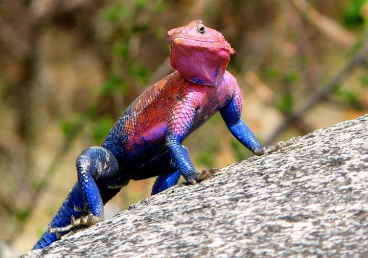 February lizard: the Spider Man lizard, Agama mwanzae.  https://cheezburger.com/6998277/15-animals-that-look-so-unusual-we-are-not-even-sure-what-they-really-are
