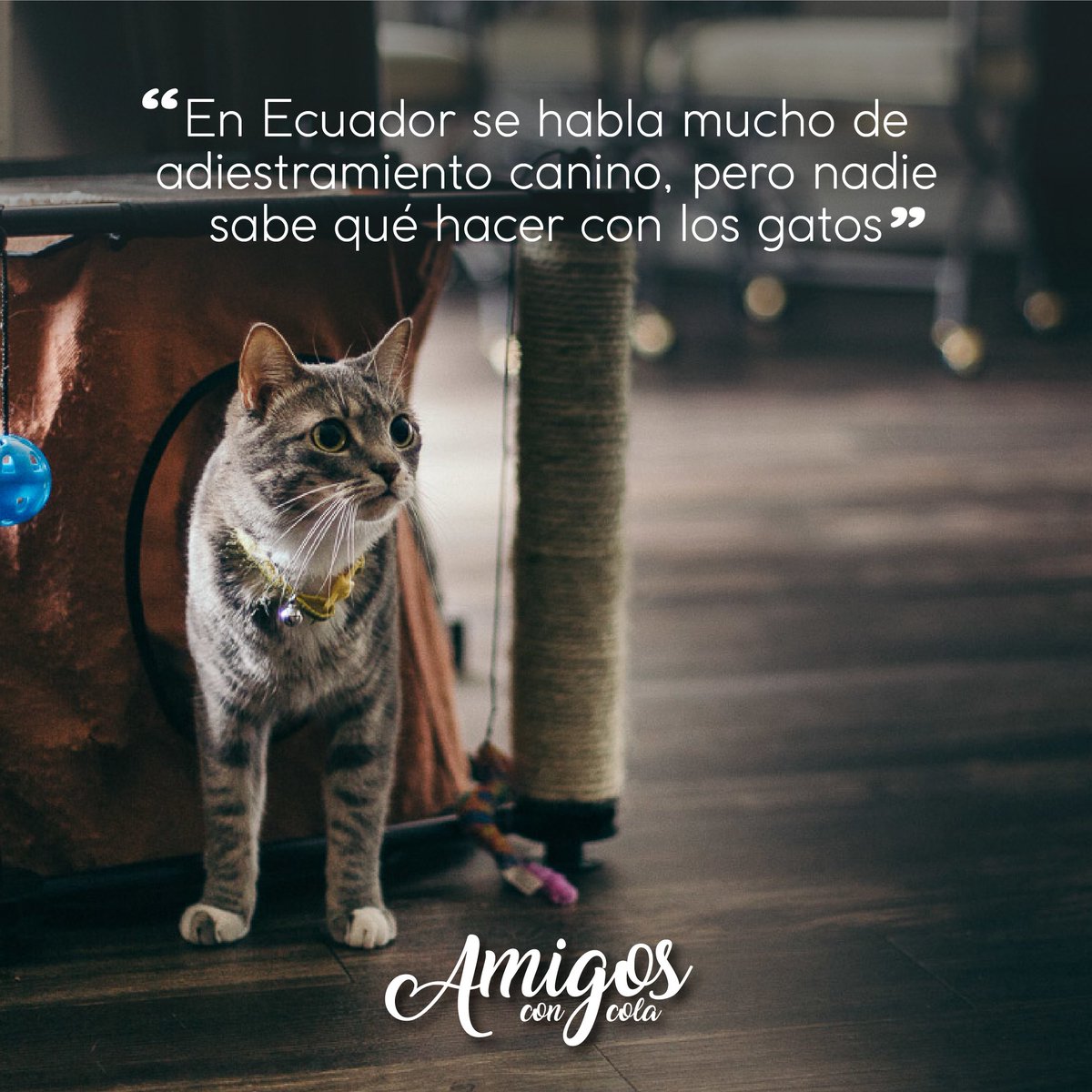 AmigosconCola's tweet photo. En Ecuador se habla mucho de adiestramiento canino, pero nadie sabe qué hacer con los #gatos asegura Bianca, por eso trabaja ayudando a las personas a entender el comportamiento de sus mininos. 2/3 https://t.co/wDhsomovAM