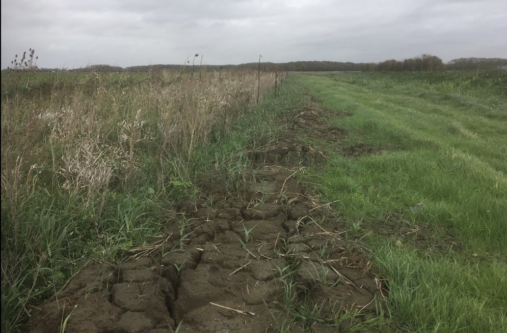 <a href="/mahieu/">Eric Mahieu</a> <a href="/waterschap/">Scheldestromen</a> In #TopgebiedBurghsluis is deze bedreiging in 2017 succesvol omgezet in een kans. 
Bagger is zorgvuldig in de grasstrook geplaatst zodat er nu km’s #keverbank in de akkerranden liggen.  
Mogelijk door samenwerking tussen <a href="/PolderNatuurZ/">PolderNatuurZeeland</a> <a href="/waterschap/">Scheldestromen</a> en de boeren @PARTRIDGE_NSR