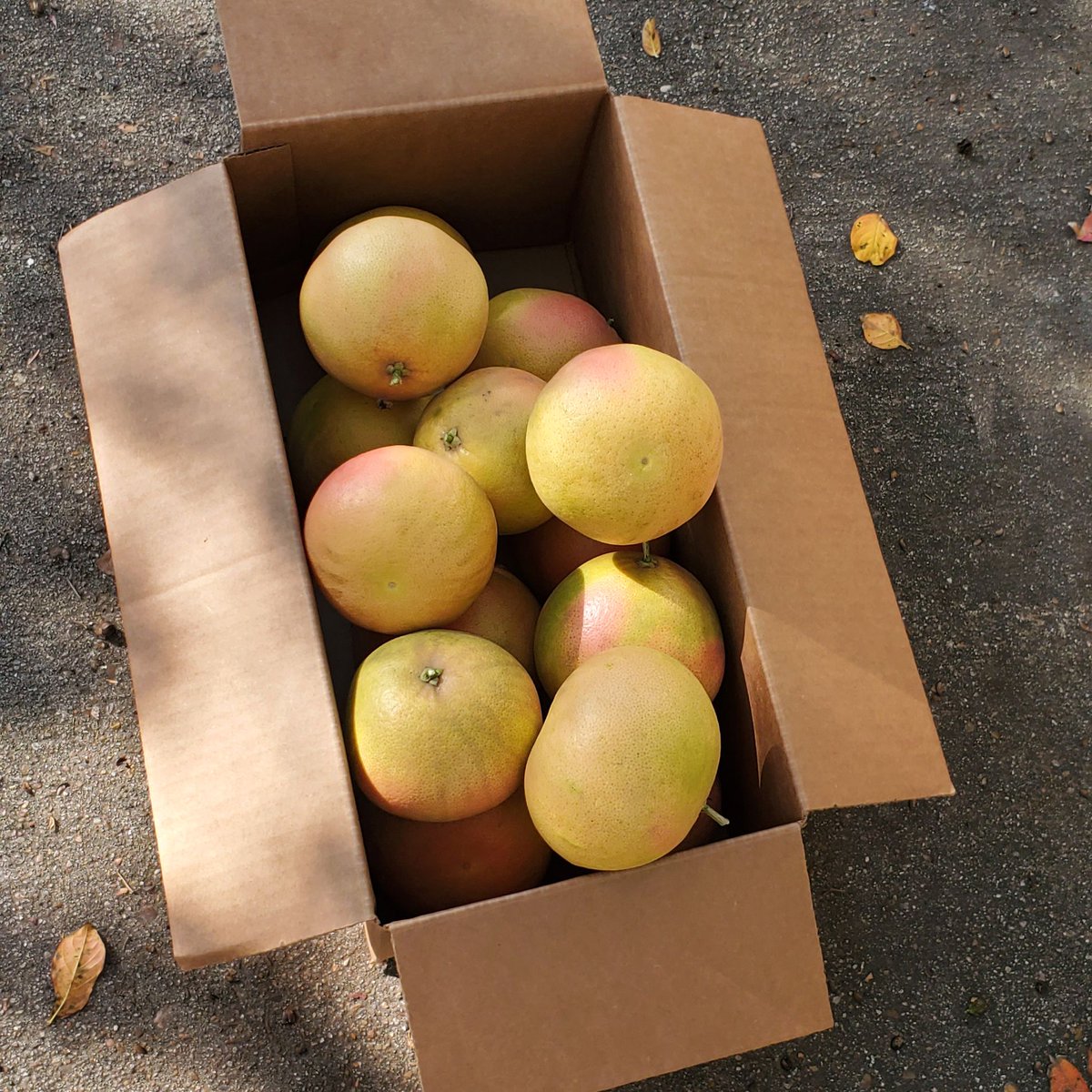 SweetCupGelato's tweet photo. 🎉 Montrose Grapefruit Sherbet drops today 🎉
We recently found a grapefruit tree near our building, so we decided to pick some and they are SO good! Available today at our Sweet Cup Montrose location at 3939 Montrose Blvd. 🍧 #sweetcupgelato #localhouston #grapefruit #sherbet https://t.co/DhgAGv8A1T