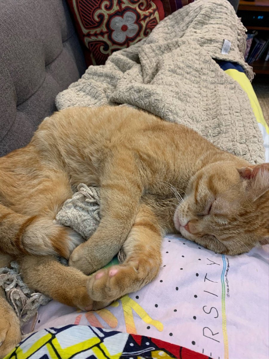 HumaneRescue's tweet photo. These are just some of the animals that will be at tomorrow's adoption event at Fitzgerald Subaru Gaithersburg from 10 AM to 1 PM.
This event is part of #SubaruSharesTheLove event. Thank you to @subaru_usa and #FitzWay for helping us save lives. https://t.co/U0Arcf5u0c