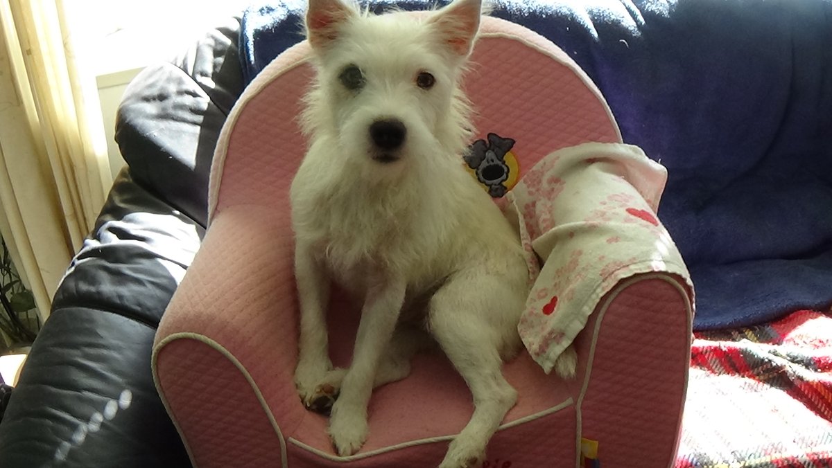 Daniël P. De Ruysscher tweet media