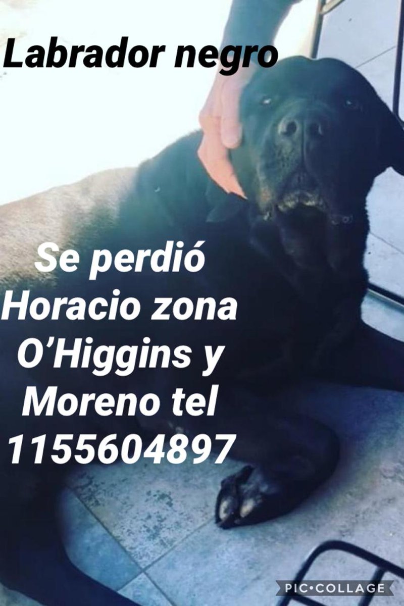 roman_gm's tweet photo. RT por favor! Se perdio Horacio en zona O'Higgins y Moreno https://t.co/nDp8FkByPc