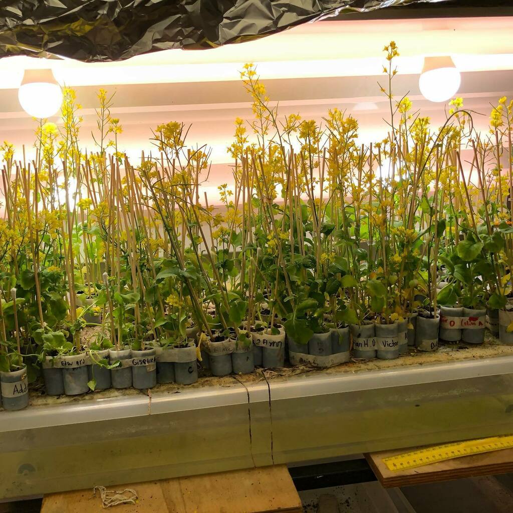 AScottFlynn's tweet photo. 7οΈβ£th π©βπ¬π¨βπ¬ grade #science βοΈ @OtteBlairMS working βοΈ with @fastplants measuring π plant π± growth π rate. #fastplants Go #BlairBears π» #ClassOf2026 @J_Flynn10 #FlynnScience π¬ #2020 https://t.co/7WrcfBRxby https://t.co/sYRleKzViW