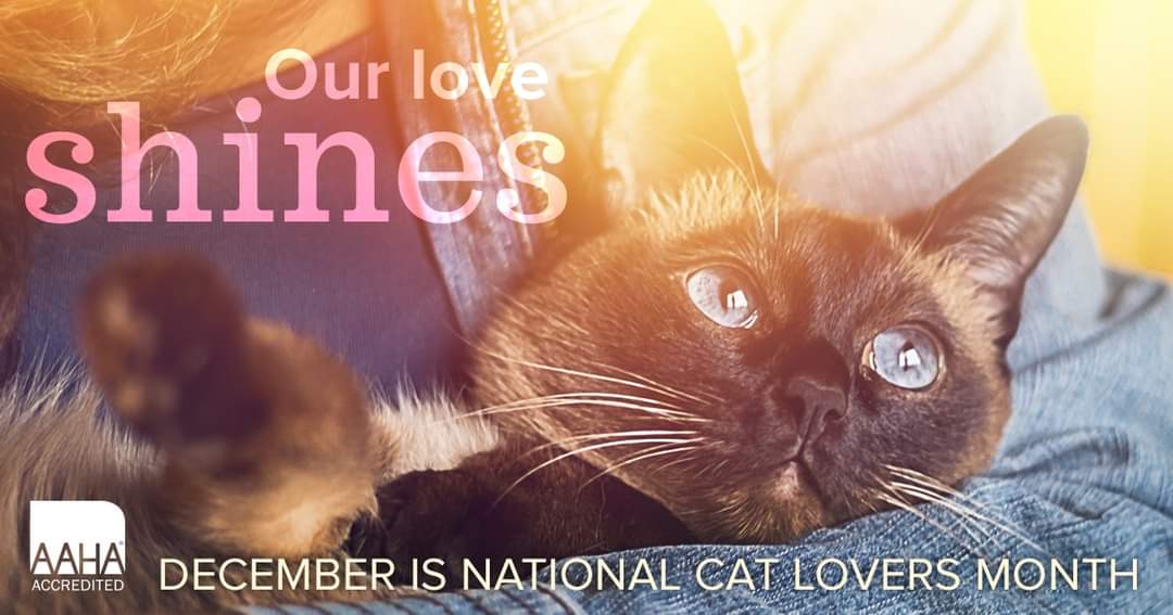 Happy Cat Lovers Month! We love our cats every month, but this month is singled out for celebrating them. Although that is also every month if you ask a cat... 

#nationalcatloversmonth 😻